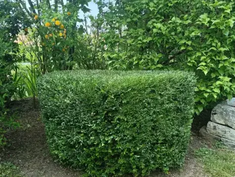 abattage arbre Bouloire-1