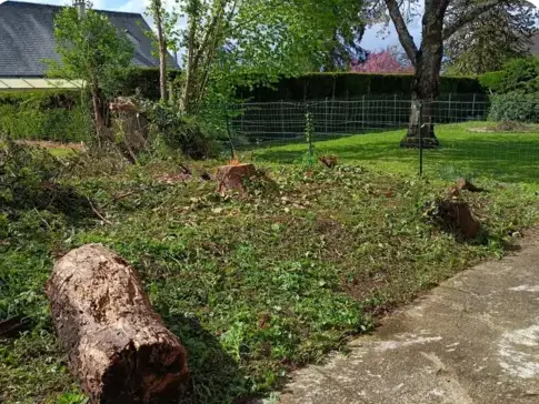 abattage arbre à Connerré - image 2