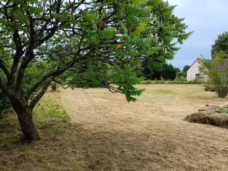 abattage arbre Connerré-5