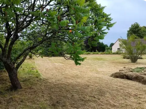 abattage arbre La Ferté-Bernard-1