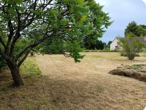 abattage arbre Le Mans-1