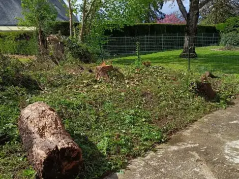 abattage arbre à Le Mans - image 3