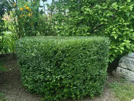 élagueur à Bouloire - image 4