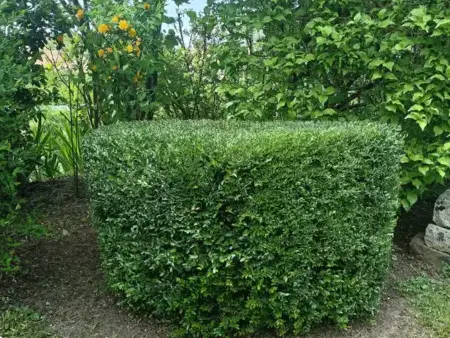 élagueur à Connerré - image 2