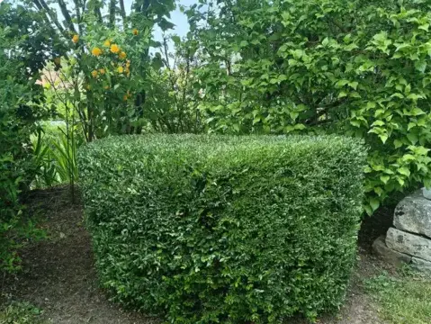 élagueur à La Ferté-Bernard - image 2