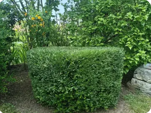 élagueur à Le Grand-Lucé - image 2