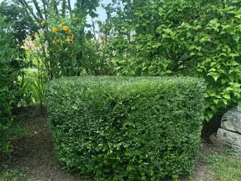 entretien jardin Bouloire-1