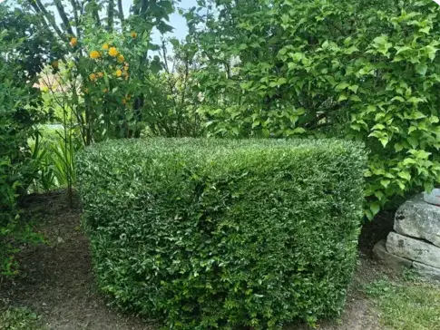 entretien jardin à Connerré - image 4