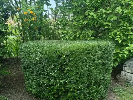 entretien jardin à La Ferté-Bernard - image 4