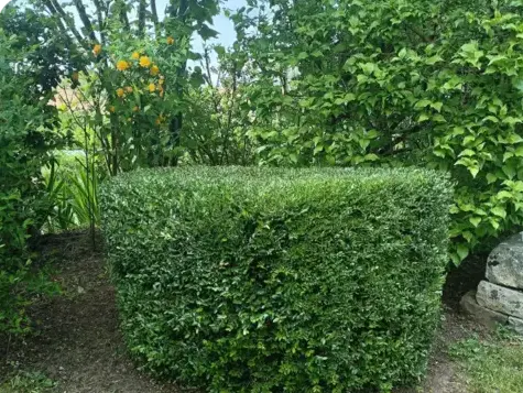 entretien jardin Le Grand-Lucé-5