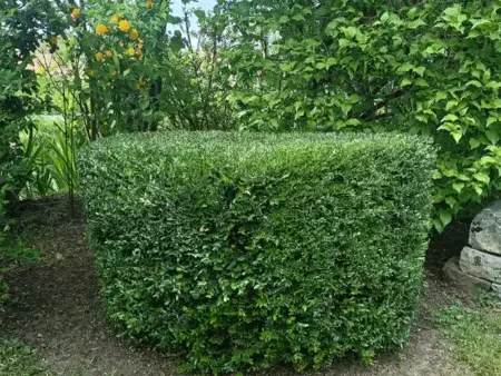 entretien jardin Le Mans-5