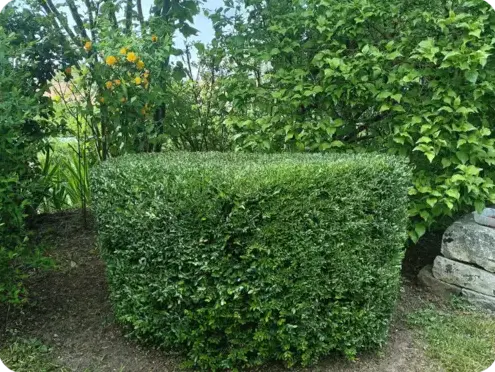 jardinier Bouloire-1