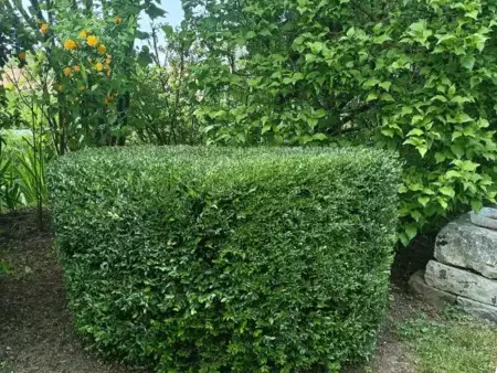 jardinier à Connerré - image 3
