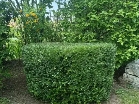 jardinier La Ferté-Bernard-1