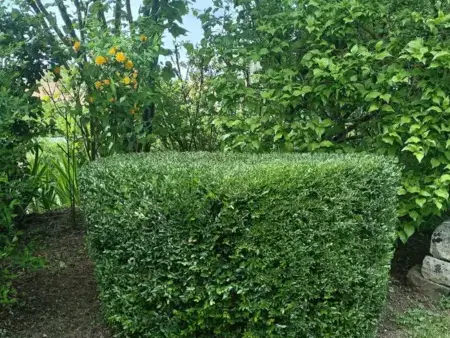 jardinier à Le Grand-Lucé - image 3