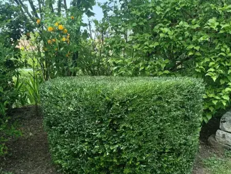 jardinier à Le Mans - image 3