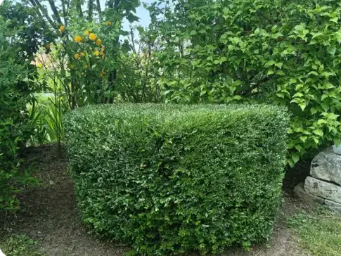 jardinier Saint-Calais-5
