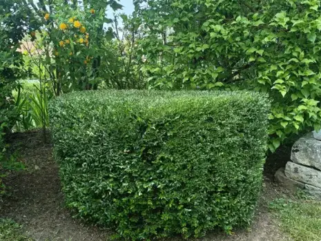 paysagiste Bouloire-5