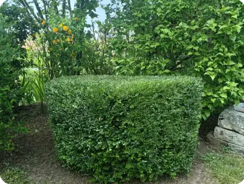 paysagiste à Connerré - image 4