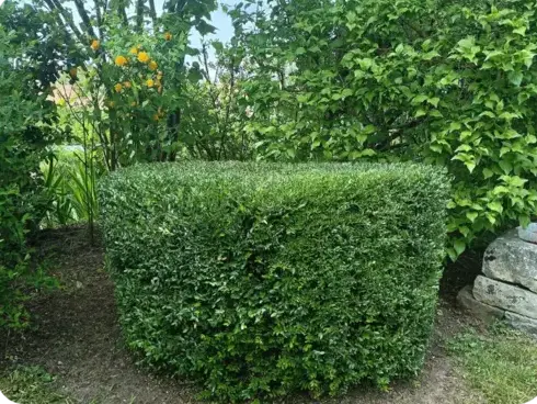 paysagiste La Ferté-Bernard-1