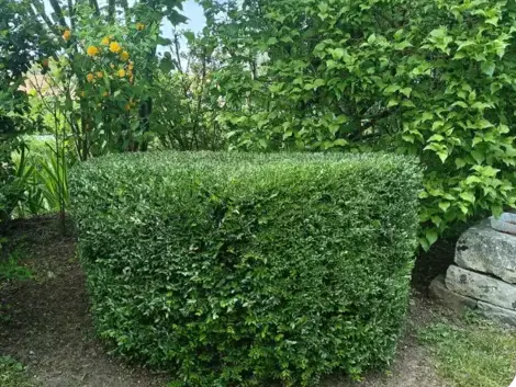 paysagiste à Le Mans - image 4